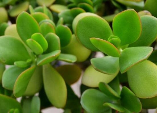 燕子掌的養(yǎng)殖方法和注意事項(xiàng)，老農(nóng)總結(jié)最實(shí)用八大養(yǎng)殖技巧