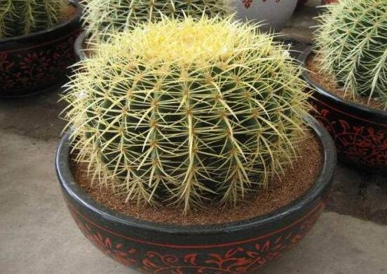 小仙人球的養(yǎng)殖方法和注意事項(xiàng)，老農(nóng)詳解七大最有效養(yǎng)殖方法