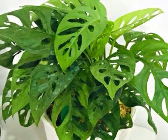 仙洞龜背竹有毒嗎，毒性不強(qiáng)/避免接觸誤食即可