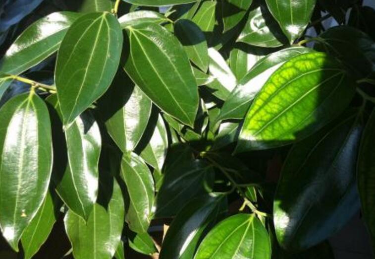 為什么平安樹(shù)葉子下垂，澆水過(guò)量和酸堿度不平衡造成的