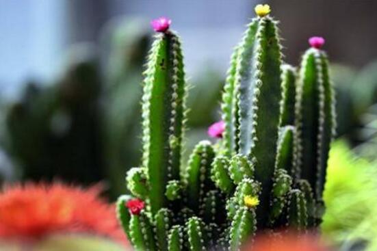 仙人掌的藥用價值，盤點仙人掌八大藥用療效