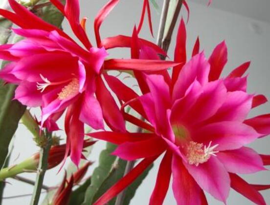 哪種仙人球開(kāi)花最漂亮，令箭荷花欣賞價(jià)值最高