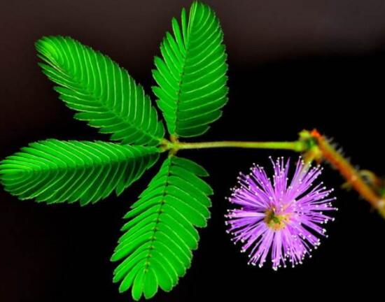 含羞草脫發(fā)能好嗎，能好/注意要有效避免接觸