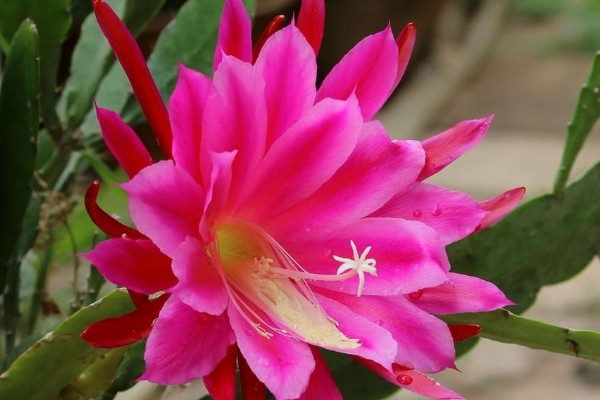 荷花令箭的養(yǎng)殖方法和注意事項(xiàng)