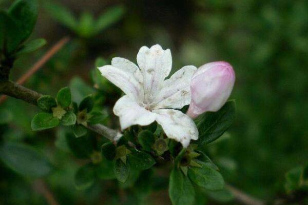 金邊六月雪花語(yǔ)