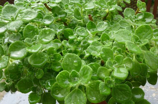 碰碰香怎么換盆，做好脫盆處理修剪根系/春季最佳