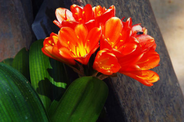 家里君子蘭開(kāi)花的寓意