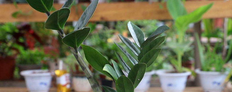 金錢(qián)樹(shù)爛莖救治辦法