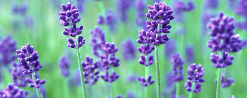 薰衣草冬天會(huì)被凍死嗎