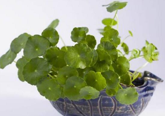 銅錢(qián)草爛根是什么原因，銅錢(qián)草爛根了怎么辦