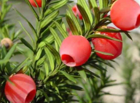 家里養(yǎng)紅豆杉風(fēng)水好嗎，起到延年益壽、幸福健康