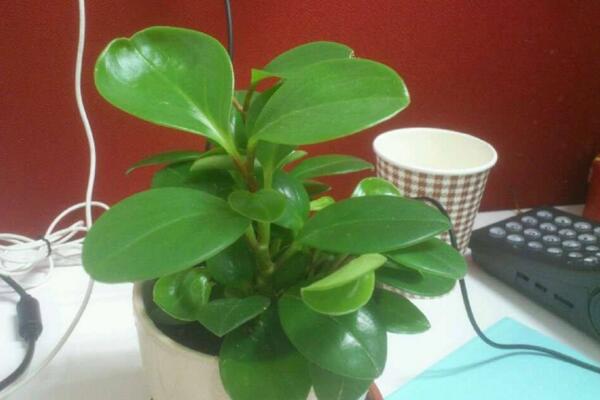 燕子掌怎么扦插，5步即可完成燕子掌的扦插