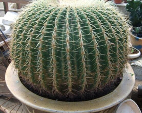 仙人球移栽注意事項(xiàng)，注意不可弄傷根系、及時(shí)消毒/土壤微濕潤(rùn)