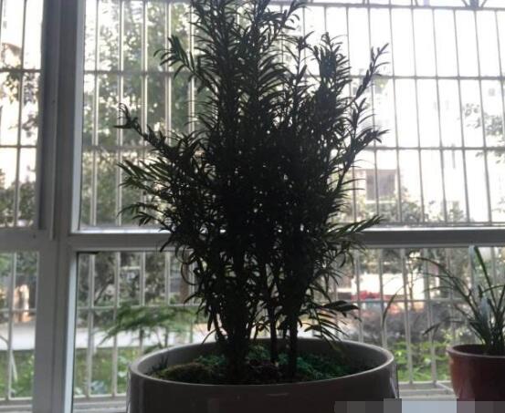 紅豆杉放家哪個位置好，教你六種最佳擺放地點(招財生旺)