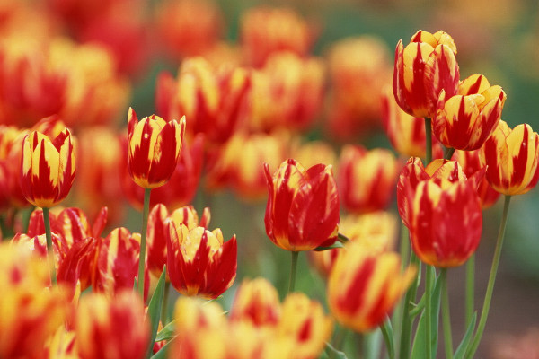 郁金香沒光照會(huì)合上嗎