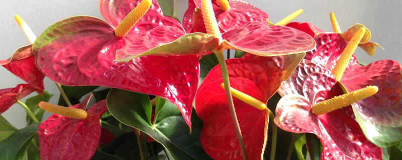 紅掌夏天怎么養(yǎng)