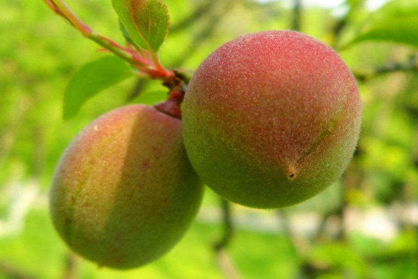 梅子什么時候成熟季節(jié)