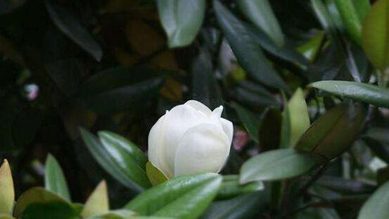 橡皮樹開花嗎，橡皮樹多久開花(一年兩次）