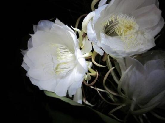 新鮮曇花怎么吃，泡茶喝最為簡單食用(價(jià)值高)