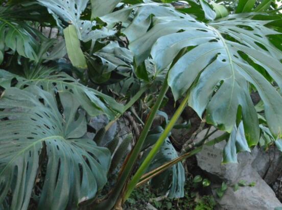 龜背竹好養(yǎng)嗎，老農(nóng)總結(jié)最好養(yǎng)的六點(diǎn)基本方法