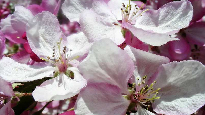 櫻花有果實(shí)嗎