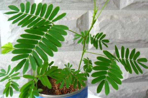 含羞草在什么季節(jié)開(kāi)放