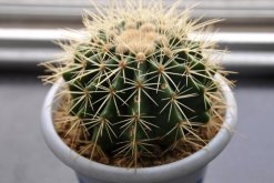 仙人球的換盆方法，5步即可完成仙人球換盆