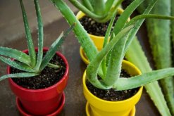 蘆薈移盆要注意什么，提前準(zhǔn)備并修剪根系