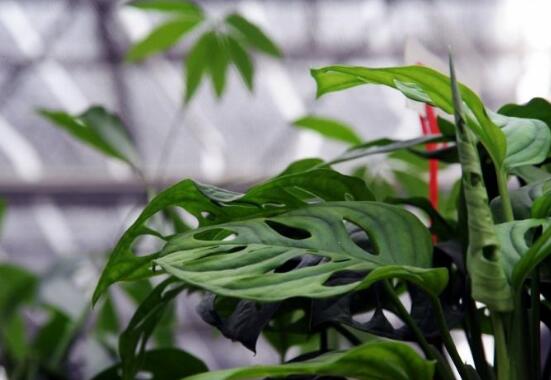 仙洞龜背竹有毒嗎，毒性不強(qiáng)/避免接觸誤食即可