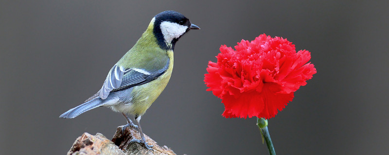 康乃馨種子的養(yǎng)殖方法和注意事項(xiàng)