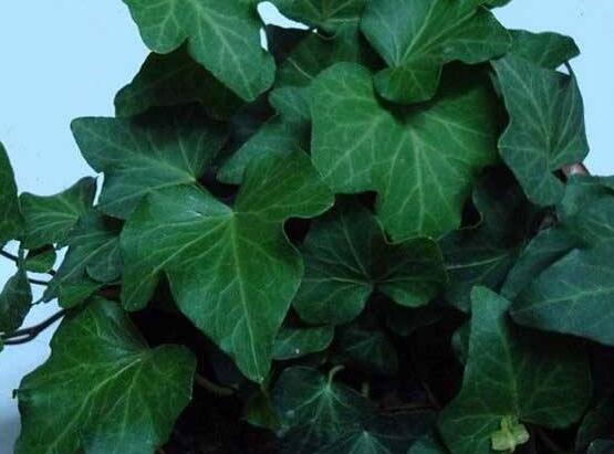 常春藤開花嗎，花期從秋季一直到春季