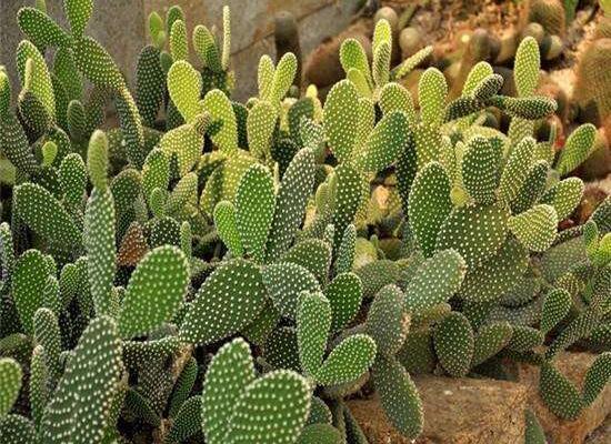 仙人掌的藥用價值，盤點仙人掌八大藥用療效