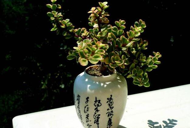 雅樂之舞的寓意，翩翩起舞的優(yōu)美姿態(tài)