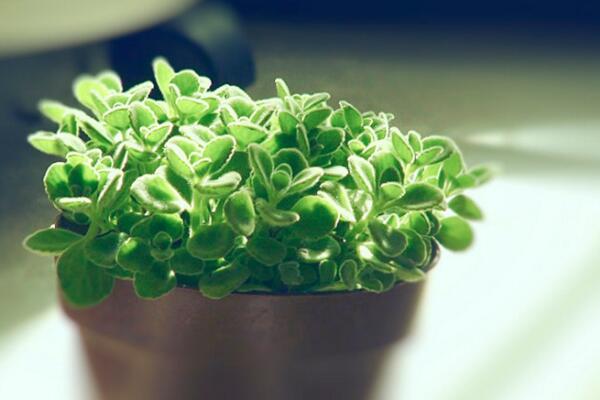 碰碰香怎么水培，只需簡(jiǎn)單幾步就可以完成水培