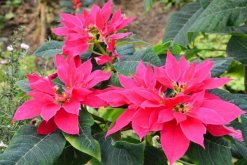 一品紅好養(yǎng)嗎，老農(nóng)總結(jié)一品紅養(yǎng)殖5大要點(diǎn)