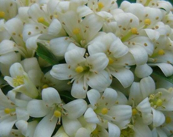 九里香每年開(kāi)多少次花，一年獨(dú)開(kāi)一次花(花期4-8月)