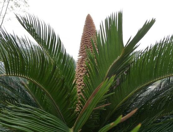 鐵樹品種，細(xì)數(shù)鐵樹最受喜愛八大品種