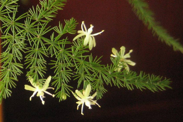 文竹開花是好兆頭嗎，象征好運(yùn)來臨生活幸福