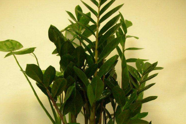 金錢樹老枝什么時(shí)候剪