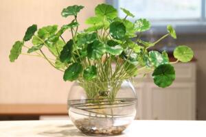 銅錢草可以放魚缸里嗎，銅錢草水培方法