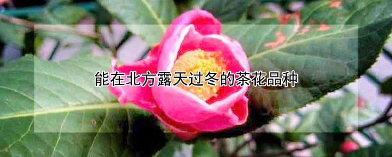 能在北方露天過(guò)冬的茶花品種