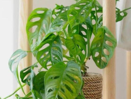 龜背竹的扦插方法，以10厘米枝條為主/注意保留氣生根