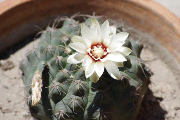 仙人球和仙人掌的區(qū)別，是同一科屬的兩個(gè)不同的品種