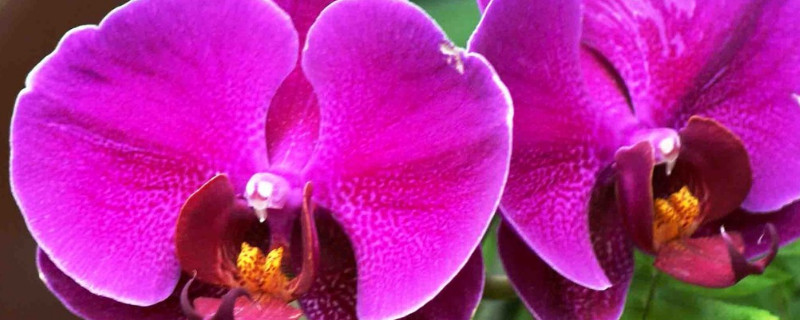 蝴蝶蘭澆水過(guò)多爛根怎么治