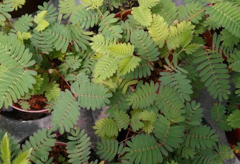 含羞草怎么養(yǎng)長的快，需要養(yǎng)殖在適合生長的環(huán)境中