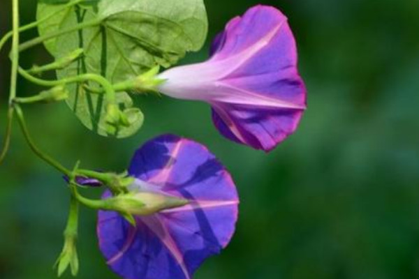 怎樣讓牽牛花爆盆