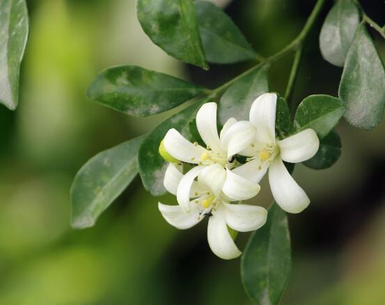 盆栽九里香的養(yǎng)殖方法，老農(nóng)教你七個最實用基本方法