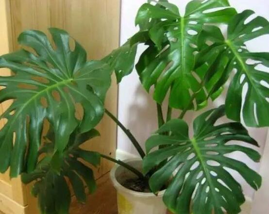 龜背竹滴的水有毒嗎，有毒/皮膚接觸會導(dǎo)致刺痛灼傷