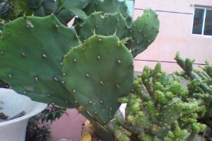 仙人掌有哪些品種，仙人掌的品種大全大圖