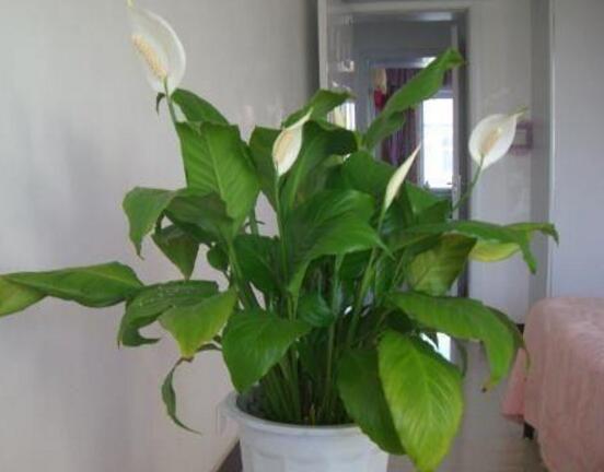 一帆風(fēng)順花怎么移植，教你六個簡單易學(xué)步驟